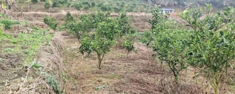 如何管理果树，首先要合理控制好水肥