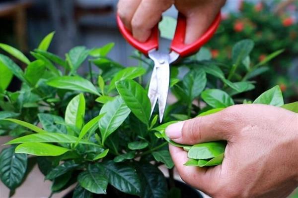 栀子花何时剪大枝，在每年的5-7月份进行