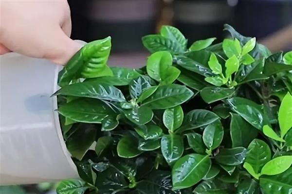 栀子花何时剪大枝，在每年的5-7月份进行