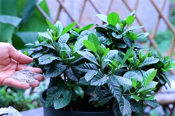 栀子花何时剪大枝，在每年的5-7月份进行