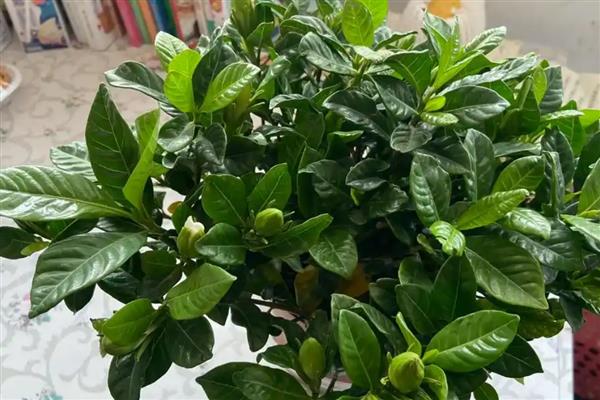 栀子花何时剪大枝，在每年的5-7月份进行