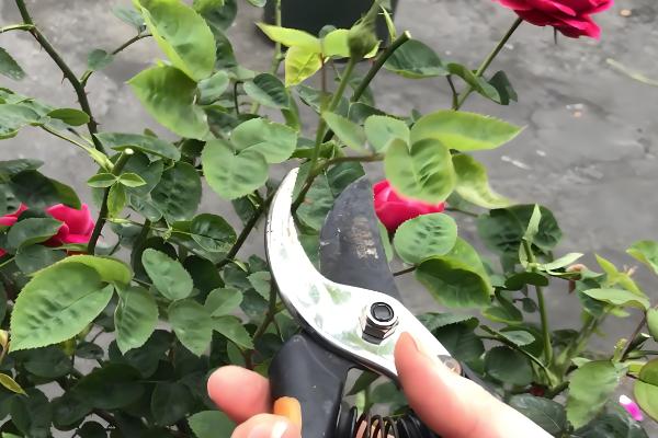 月季花快死了如何处理，可换土移栽并控制浇水