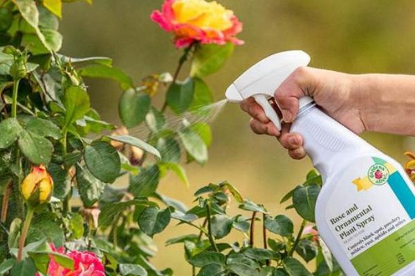 月季花快死了如何处理，可换土移栽并控制浇水