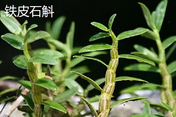 铁皮石斛和紫皮石斛的区别，颜色和生长环境均不同