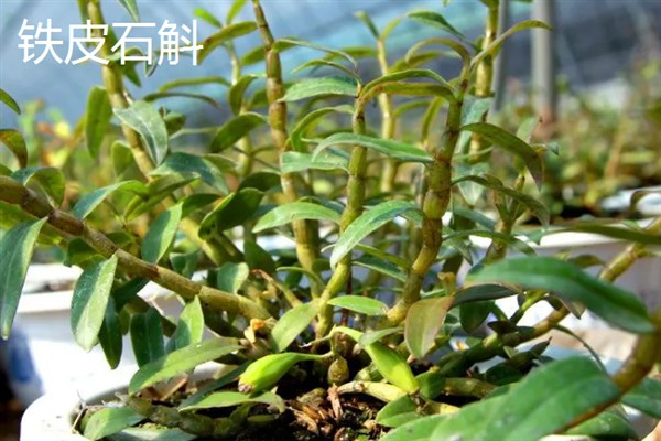 铁皮石斛和紫皮石斛的区别，颜色和生长环境均不同