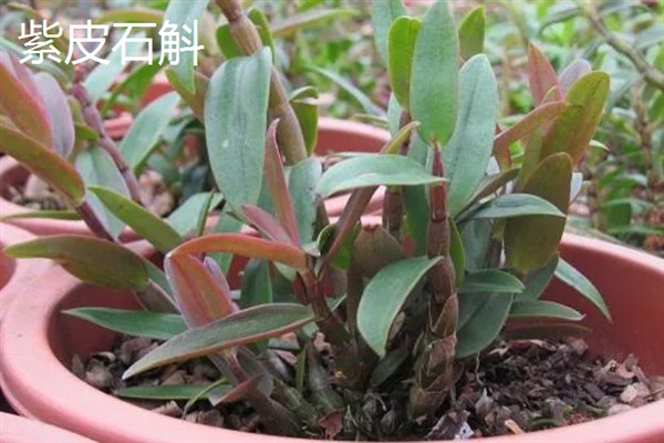铁皮石斛和紫皮石斛的区别，颜色和生长环境均不同