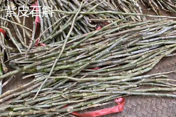 铁皮石斛和紫皮石斛的区别，颜色和生长环境均不同
