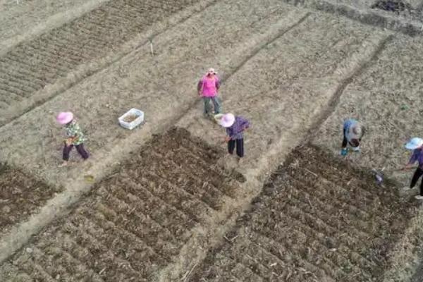 肥土的鉴别方式，具有土层疏松、颜色深、不易淀浆等特点