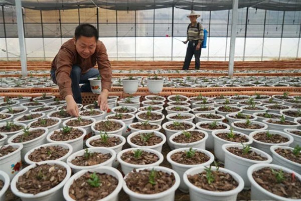 铁皮石斛和紫皮石斛的区别，颜色和生长环境均不同