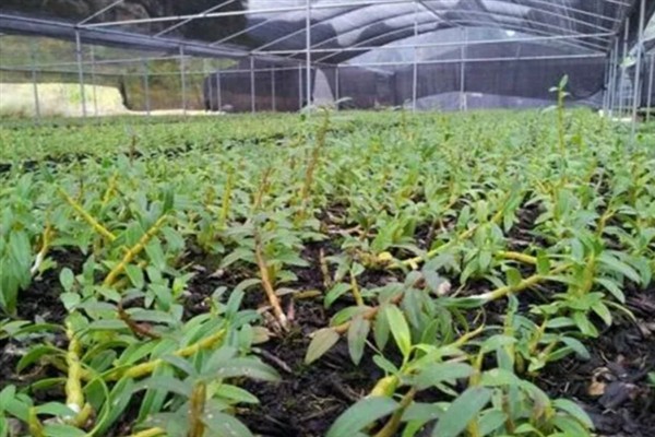 铁皮石斛和紫皮石斛的区别，颜色和生长环境均不同