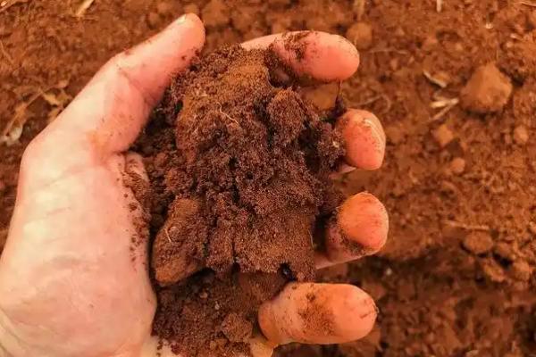 肥土的鉴别方式，具有土层疏松、颜色深、不易淀浆等特点