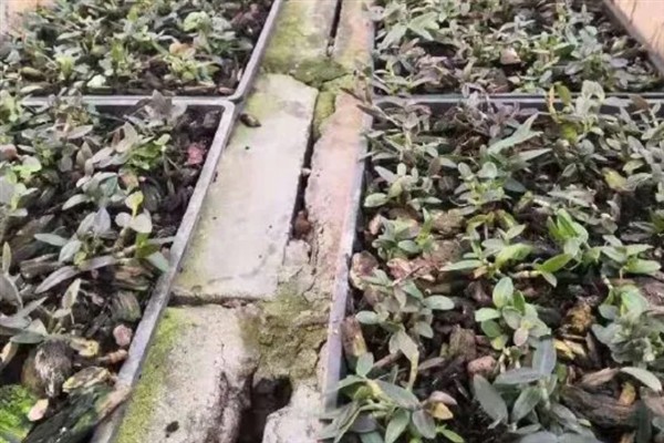 铁皮石斛和紫皮石斛的区别，颜色和生长环境均不同