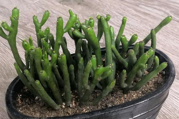 光棍树有没有毒，其汁液有毒