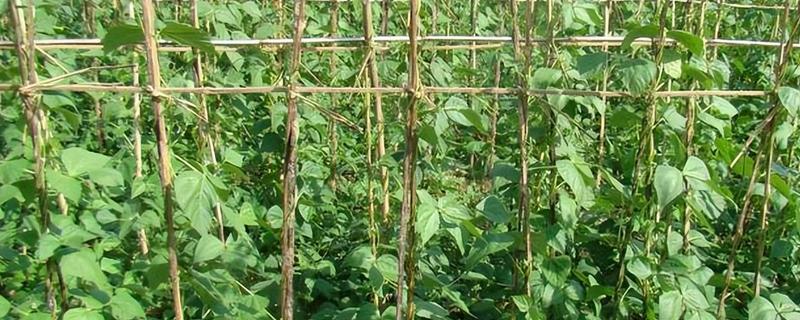 四季豆种植怎么搭架子，多用人字形架