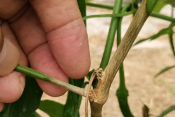 辣椒菌核病的原因，排水不良、连作均会导致