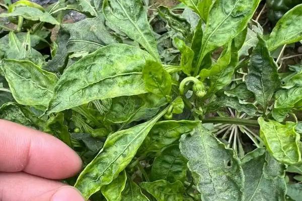 辣椒菌核病的原因，排水不良、连作均会导致