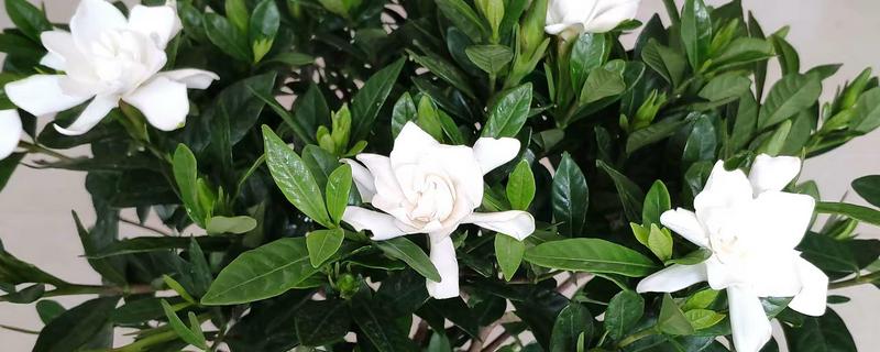 室内养殖的栀子花是否有毒,本身没有毒性可以在室内养护