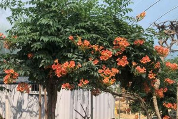 家里不能养凌霄花的原因，容易吸引昆虫进入室内
