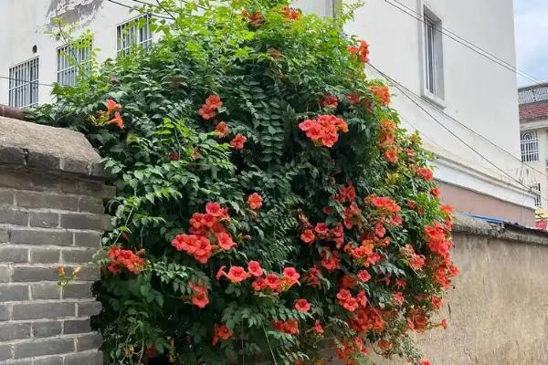 家里不能养凌霄花的原因，容易吸引昆虫进入室内