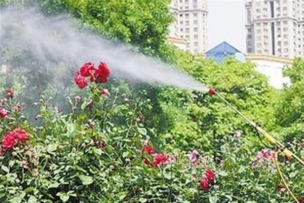 家里不能养凌霄花的原因，容易吸引昆虫进入室内