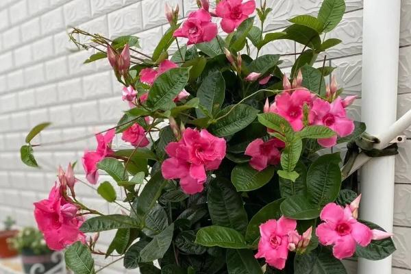 家里不能养凌霄花的原因，容易吸引昆虫进入室内