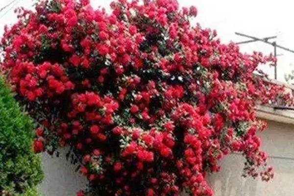 家里不能养凌霄花的原因，容易吸引昆虫进入室内
