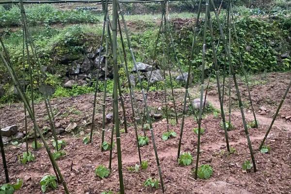 四季豆种植怎么搭架子，多用人字形架