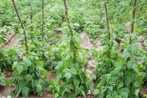 四季豆种植怎么搭架子，多用人字形架