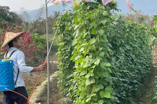 四季豆种植怎么搭架子，多用人字形架