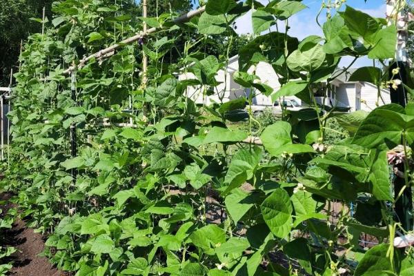 四季豆种植怎么搭架子，多用人字形架