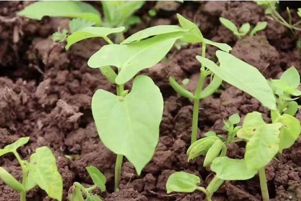 四季豆种植怎么搭架子，多用人字形架