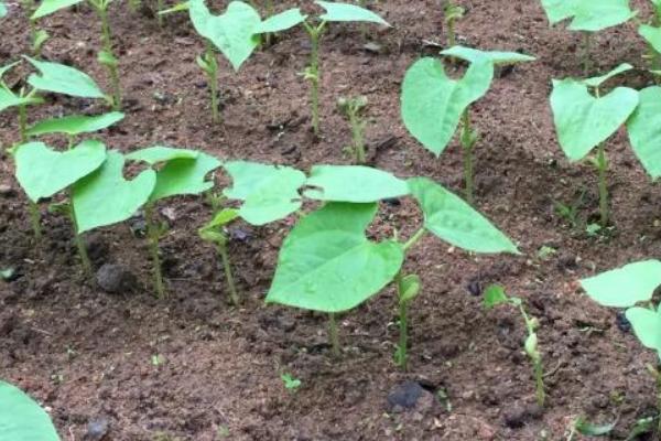 四季豆种植怎么搭架子，多用人字形架