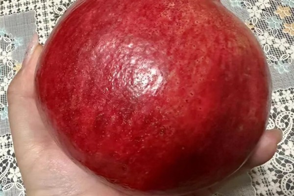 石榴什么时候适合采摘，外皮变成红黄色便可食用