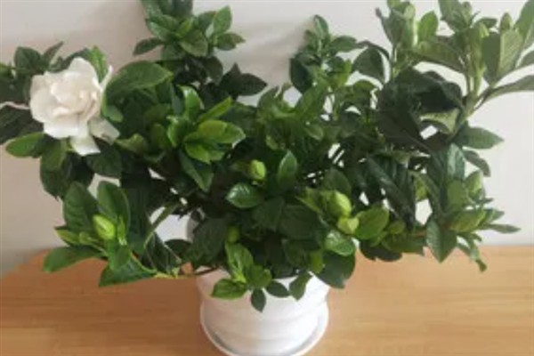 室内养殖的栀子花是否有毒，本身没有毒性可以在室内养护