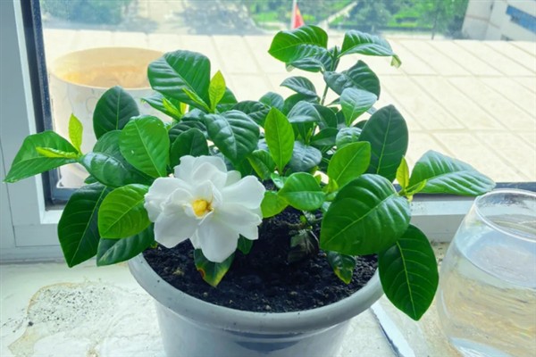 室内养殖的栀子花是否有毒，本身没有毒性可以在室内养护