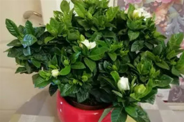 室内养殖的栀子花是否有毒，本身没有毒性可以在室内养护