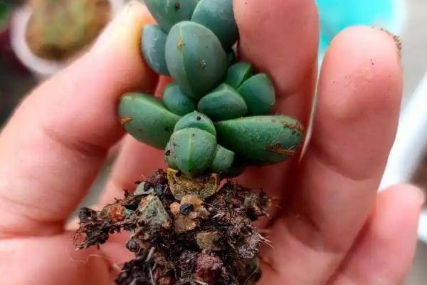 鹿角海棠干瘪了怎么处理，应该使用清水浇灌