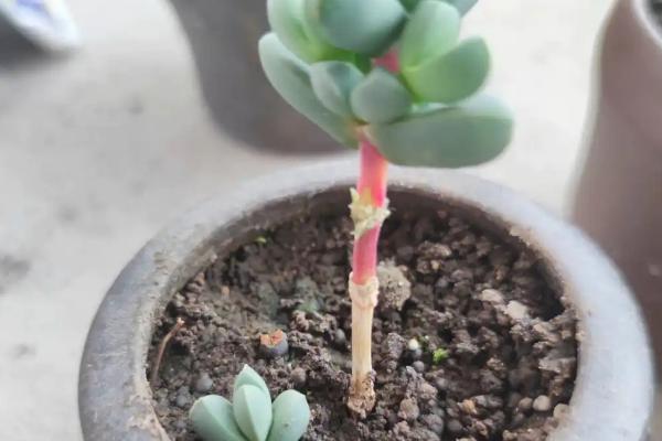 鹿角海棠干瘪了怎么处理，应该使用清水浇灌