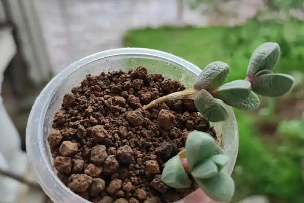 鹿角海棠干瘪了怎么处理，应该使用清水浇灌