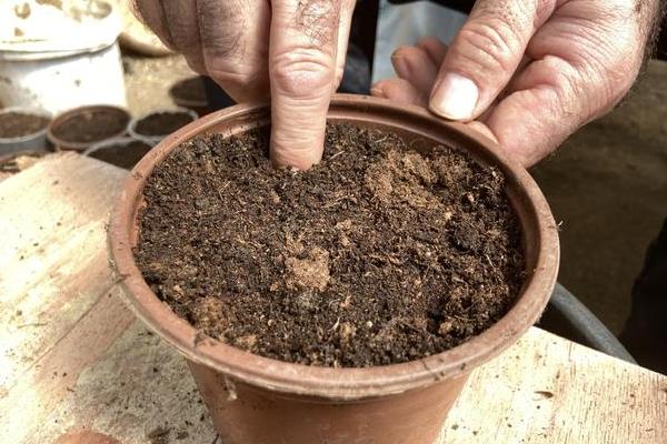 怎么养鸿运竹，每隔4-5天给植株浇水一次