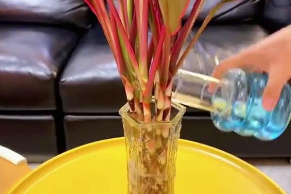 怎么养鸿运竹，每隔4-5天给植株浇水一次