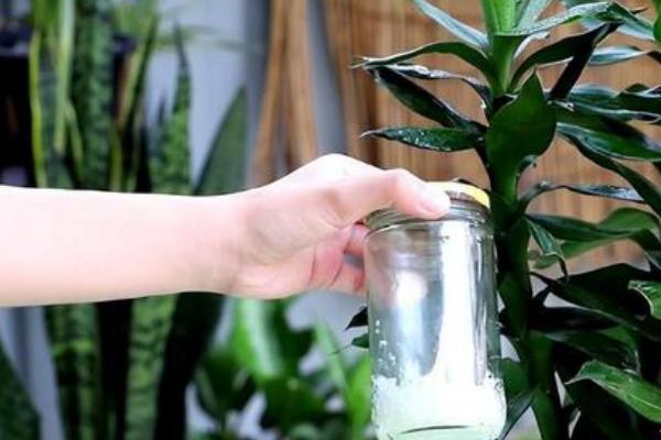 怎么养鸿运竹，每隔4-5天给植株浇水一次
