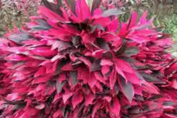 怎么养鸿运竹，每隔4-5天给植株浇水一次