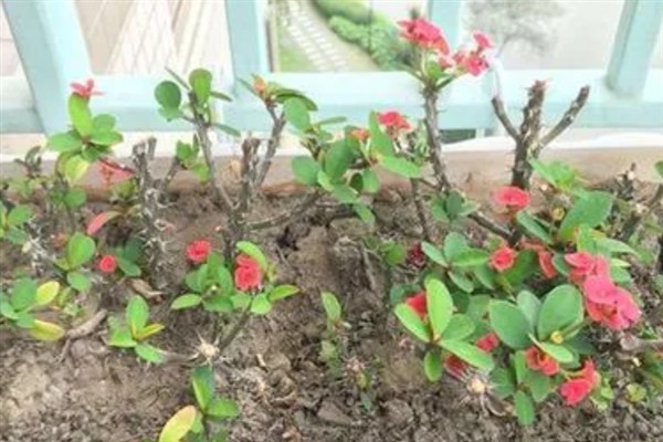 虎刺梅怎么繁殖，以扦插、组培为主