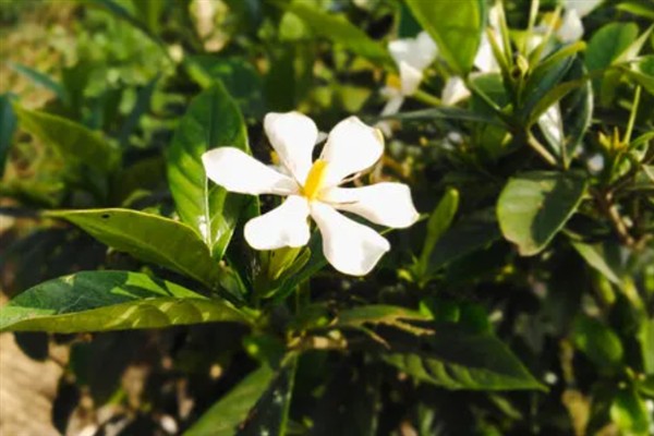 枙子花的花语，寓意永恒的爱与约定等