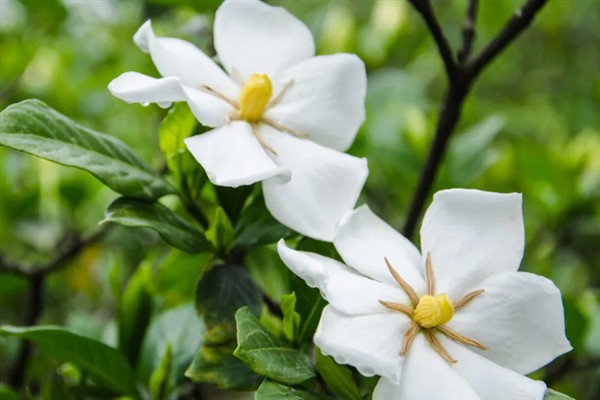 枙子花的花语，寓意永恒的爱与约定等