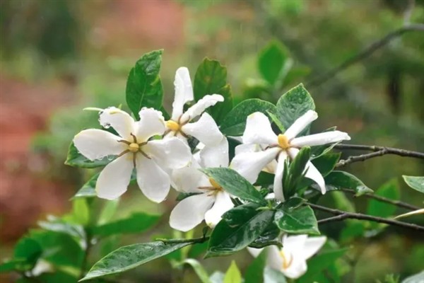 枙子花的花语，寓意永恒的爱与约定等