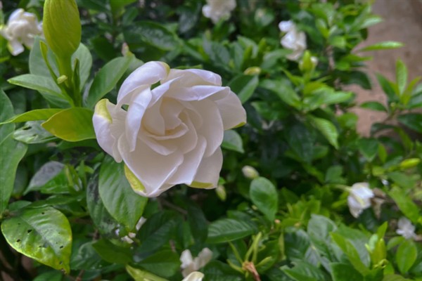 枙子花的花语，寓意永恒的爱与约定等