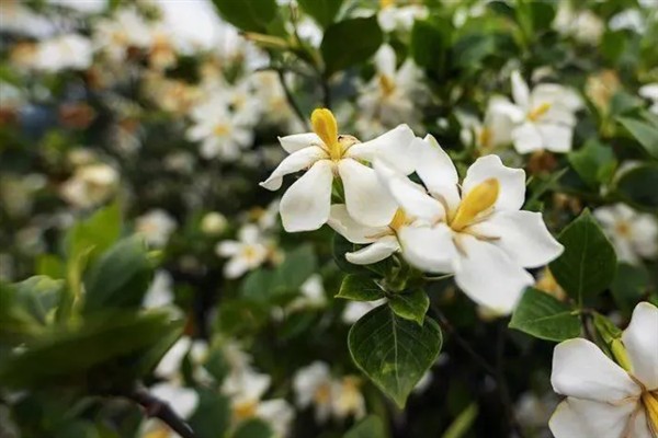 枙子花的花语，寓意永恒的爱与约定等