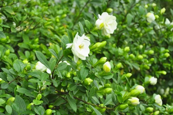 枙子花的花语，寓意永恒的爱与约定等